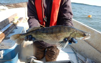 Vesijärveen juodaan petokaloja nyt vichyn voimin