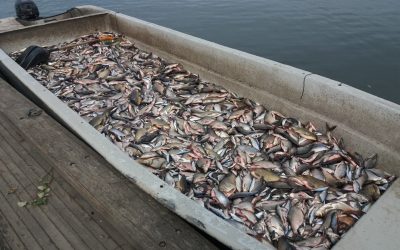 ﻿Lahti aikoo rakentaa kaupallisten kalastajien saaliille lajittelutilat