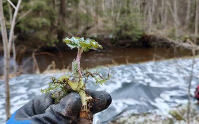 Jättiputki on viheliäinen vieras – torjuntaa jatketaan Hammonjoella