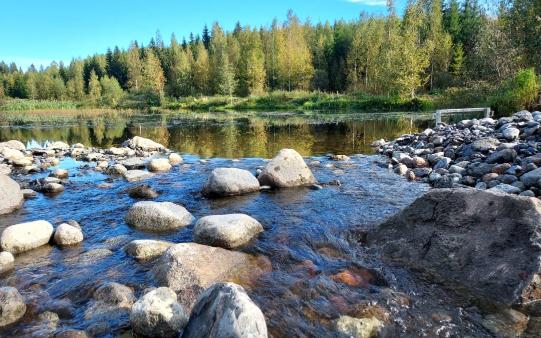 Salajärveen laskevan Mustjoen kosteikon pato on kunnostettu uudelleen