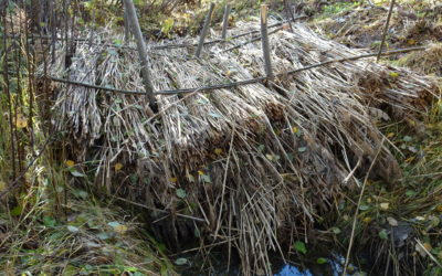 Ruokosuodatinkokeilusta alustavia tuloksia