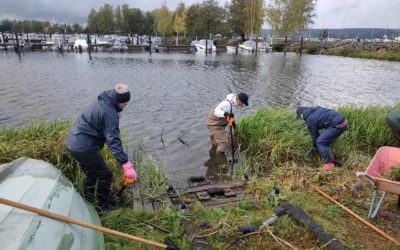 Yritysten vastuullisuustyö ulottuu vieraslajien poistoon