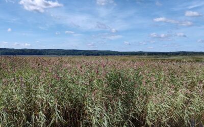 Vesijärvi-tutkimuksessa yhdistetään jatkossa vesienhoito ja ilmastonmuutoksen torjunta