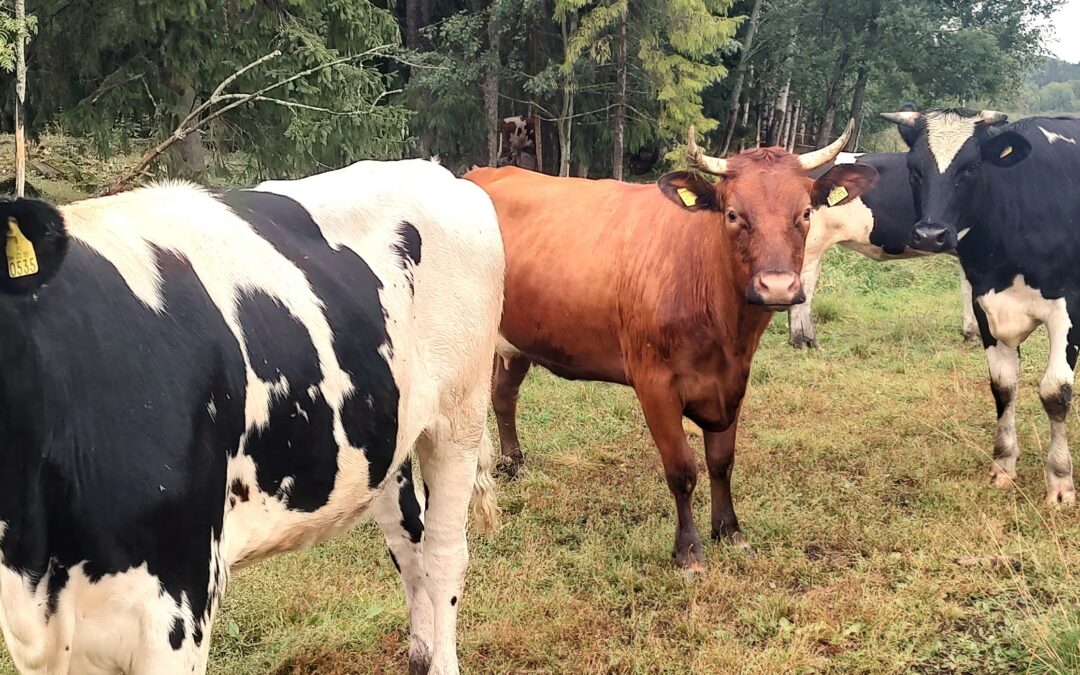 Vesienhallinnan haasteet ja ratkaisut kotieläintiloilla. Yhteistyöllä tuloksiin!