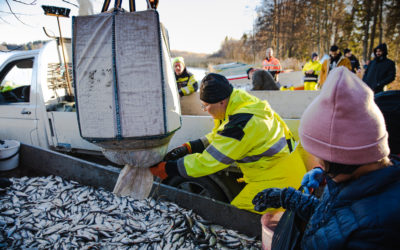 Hoitokalastuksessa joka vuosi on erilainen