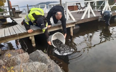 Tukijuus edistää myös Vesijärven kuhakantaa