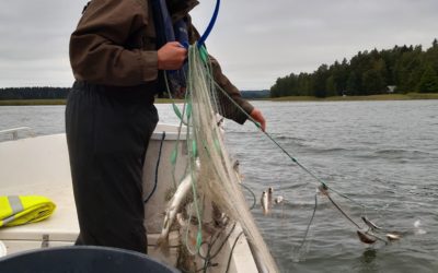 Petokalojen osuus Vesijärven kalastosta on edelleen suuri