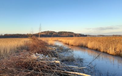 Kommentoi Kutajärven Natura 2000 -alueen hoito- ja käyttösuunnitelman luonnosta