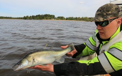 Merkintätutkimus paljasti kalojen salaiset liikkeet