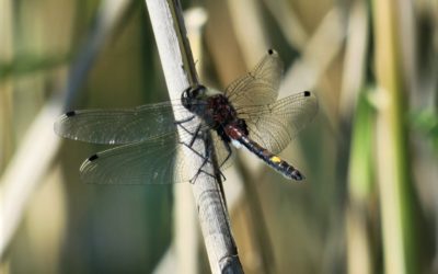 Kutajärven Natura 2000 -alueen yleisötilaisuus