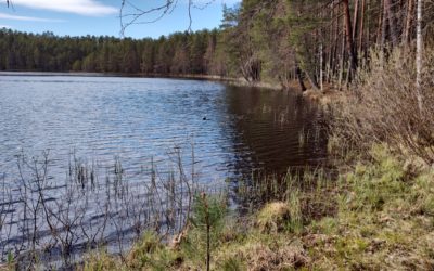 Vähä-Tiilijärven hoitokalastuksen vaikutuksia seurataan kesän aikana tehostetusti