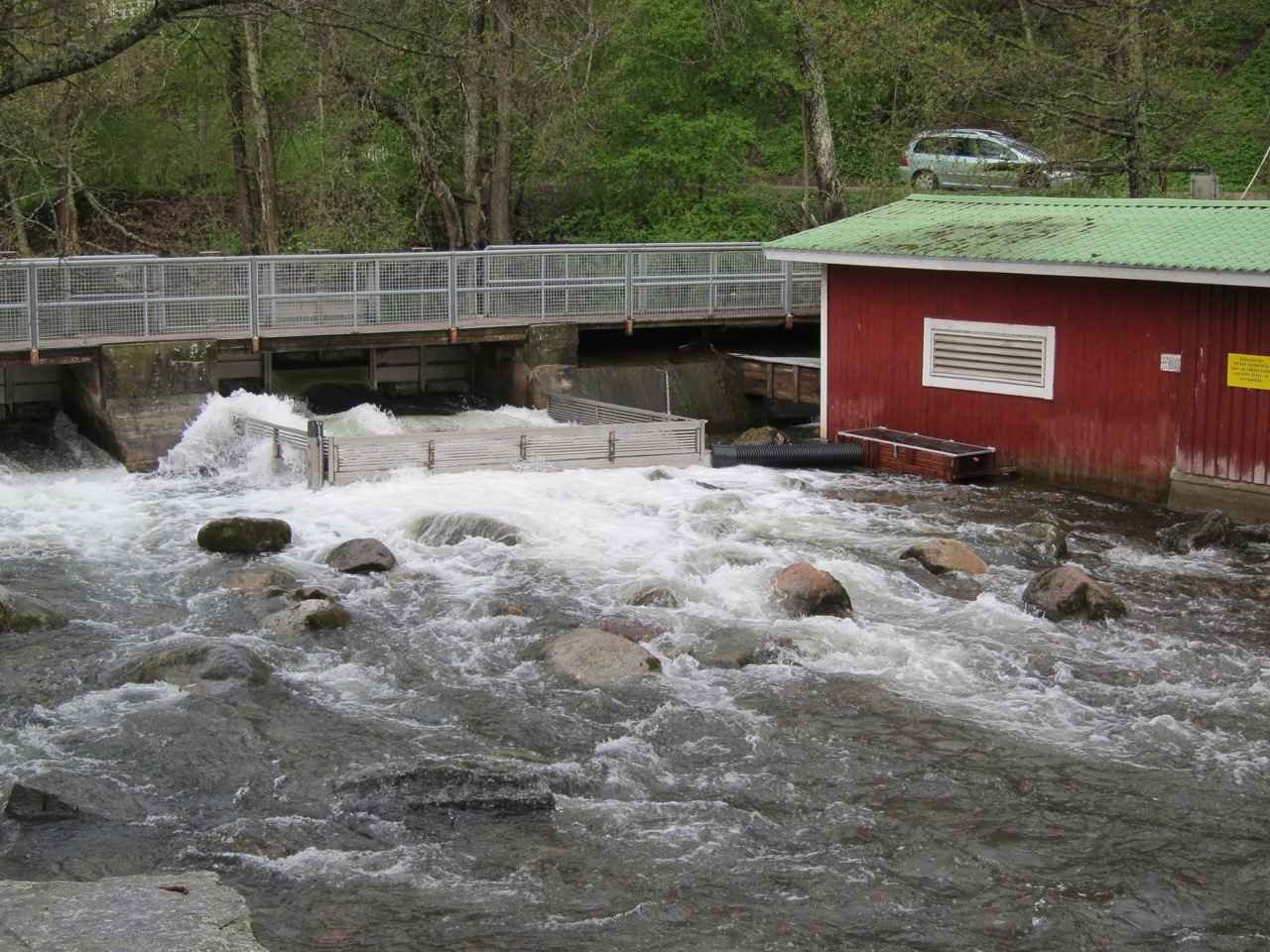 Vesijärven ankerias - Vesijärvi