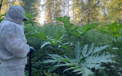 Jättiputkea on torjuttu kesän aikana Hammonjoelta