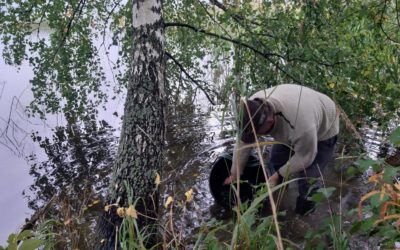 Petokalaistutukset Vesijärveen kasvussa